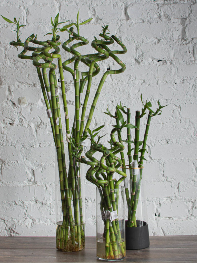 Драцена Сандера «Lucky Bamboo», 1 стебель