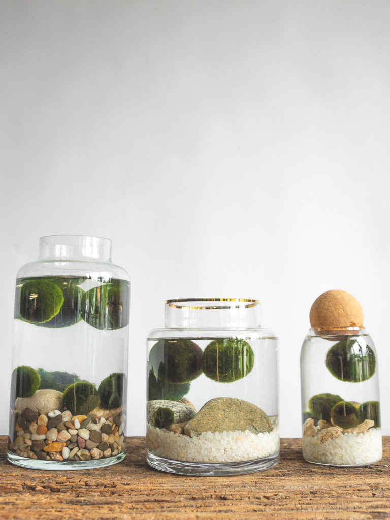 Кладофора шаровидная (японский мох Маримо), в различных ёмкостях