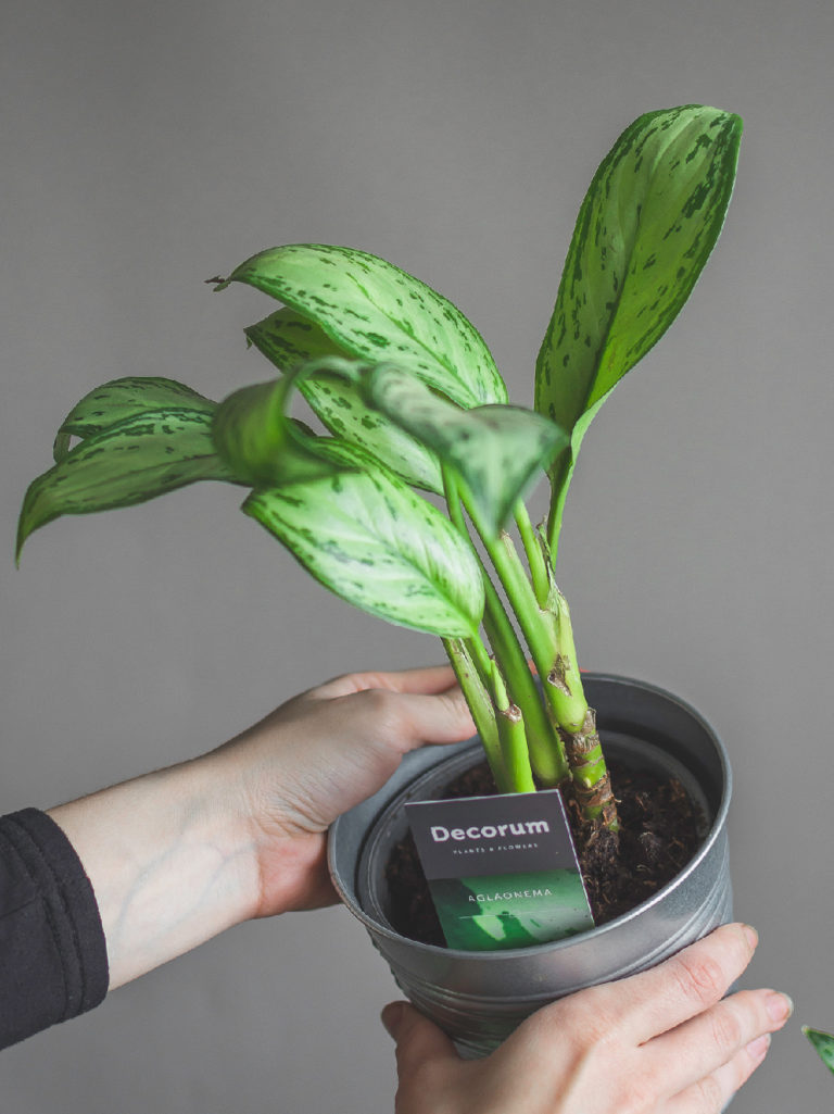 Аглаонема Мария Кристина