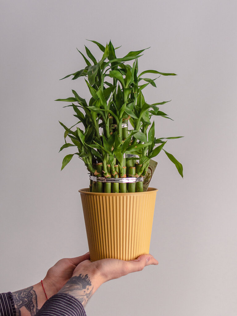Драцена Сандера «Lucky Bamboo» в горшке