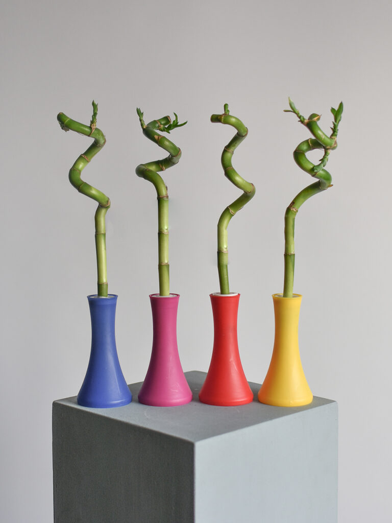 Драцена Сандера «Lucky Bamboo» в вазе, 1 стебель