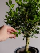 Мурайя метельчатая штамб — листья крупным планом